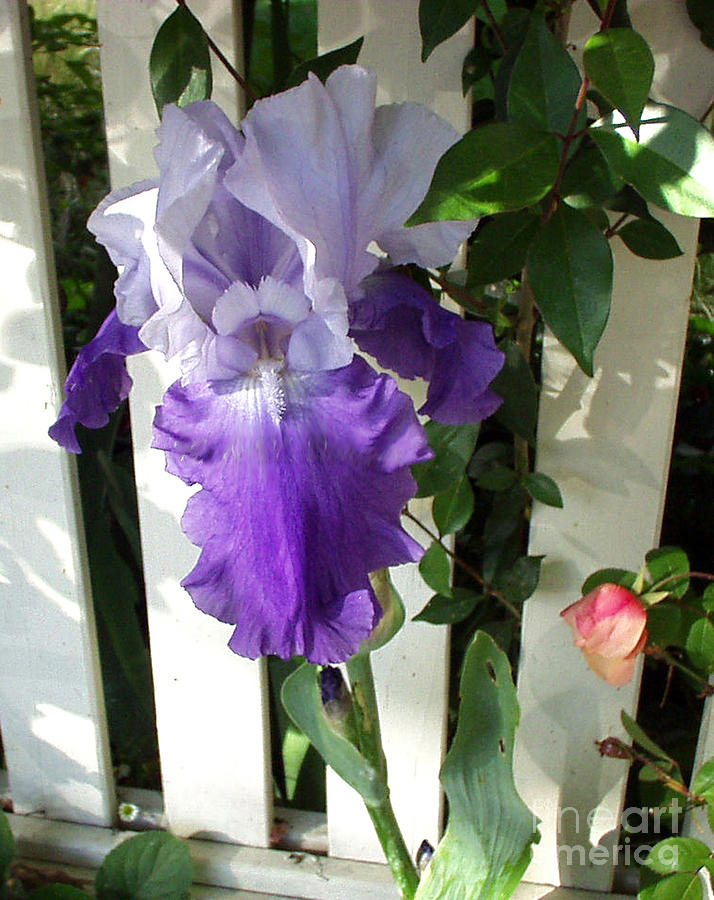 Rose Photograph - Irises Fenced In  by The Kepharts 