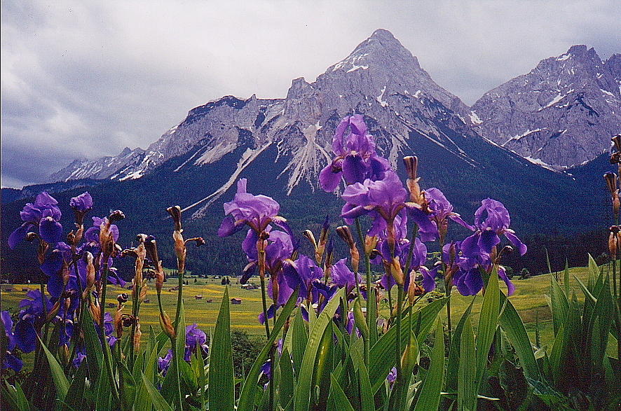 Irises in Austria Photograph by Pat Moore