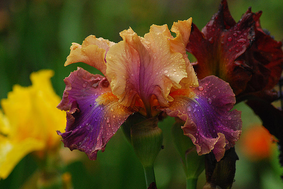 Irises in Indiana Photograph by Wanda Jesfield