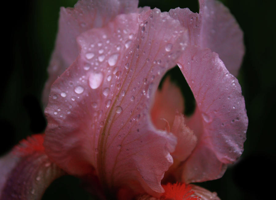 Flower Photograph - Irises pink by J C