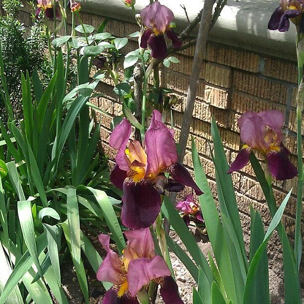 Iris Photograph - Irises Remind Me Of Mom by Sacred Urban