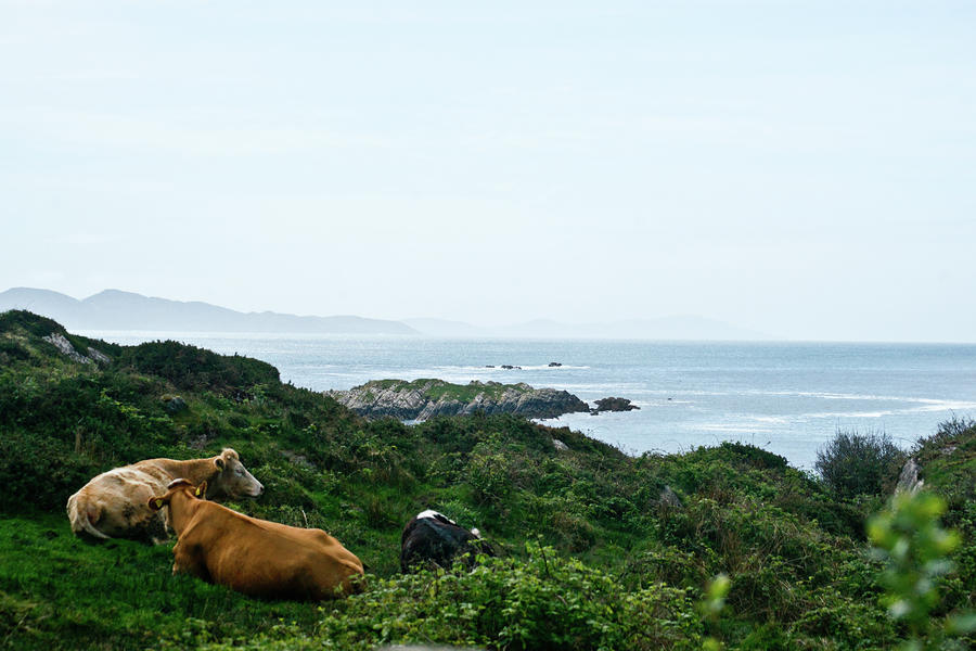 Irish Cows by the Seaside 2 Photograph by Douglas Barnett