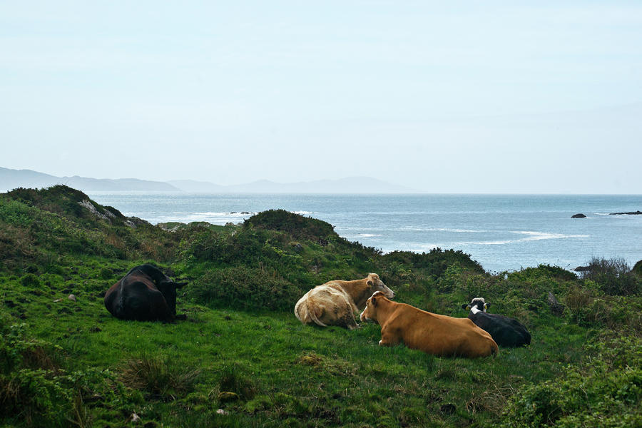 Irish Cows by the Seaside Photograph by Douglas Barnett