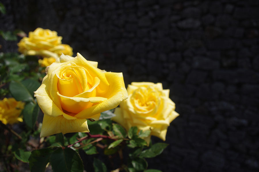 Irish Roses Photograph by Merrill Miller - Pixels