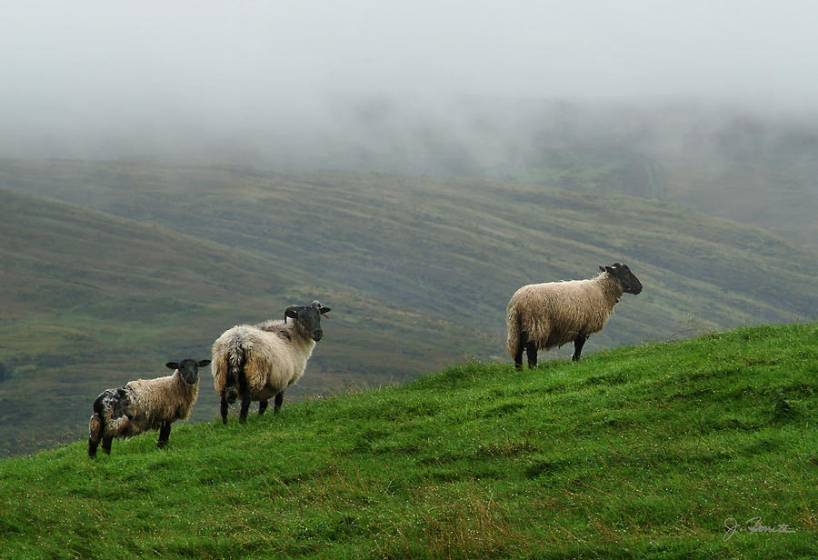 Irish Sheep in the Mist Photograph by Joe Bonita