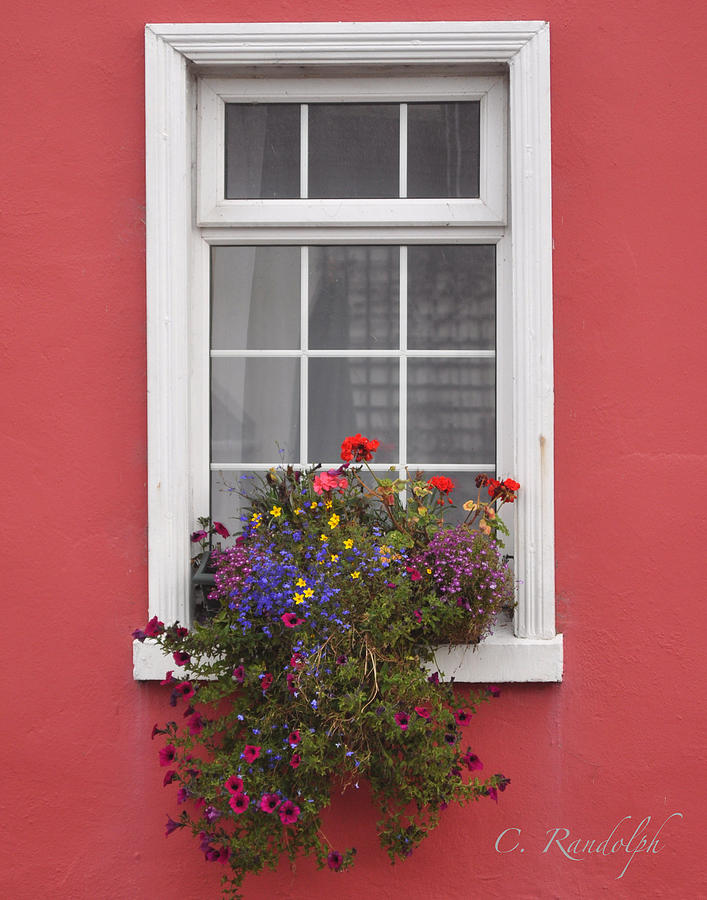 Flower Photograph - Irish Window Bower by Cheri Randolph