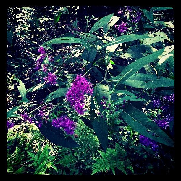 Nature Photograph - Ironweed by Derek M