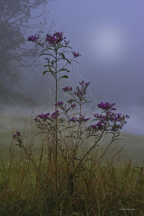 Nature Photograph - Ironweed Morning by Ron Jones