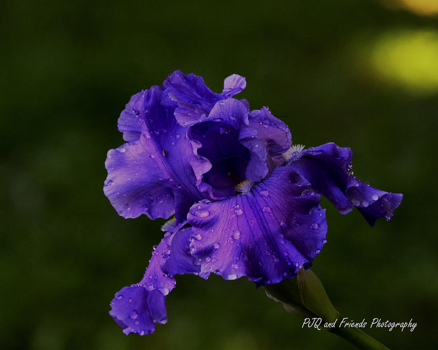 Irresistable Iris Purple Photograph by PJQandFriends Photography