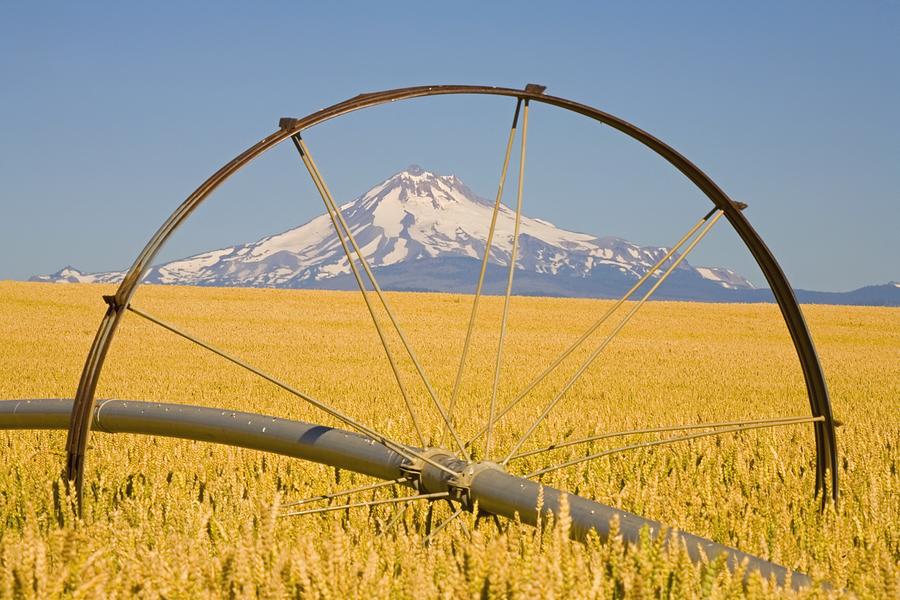 Landscape Photograph - Irrigation Pipe In Wheat Field With by Craig Tuttle