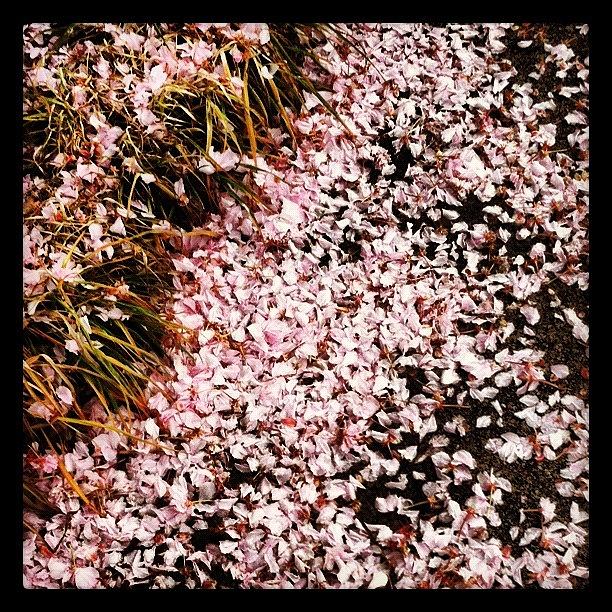 Is It Snowing? No It Is Cherry Blossoms Photograph by Michael Krajnak