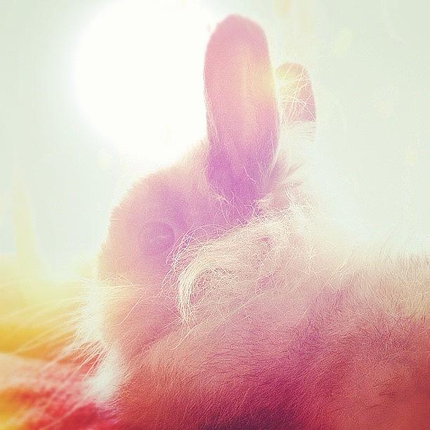 Is This The Bunny Heaven? Photograph by Polina Zaitseva
