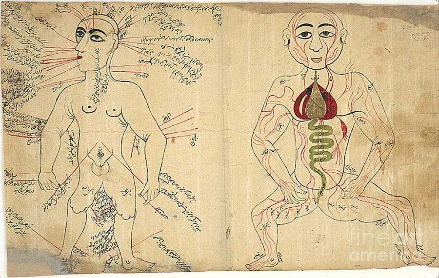 Islamic Anatomical Drawings, 17th Photograph by Science Source