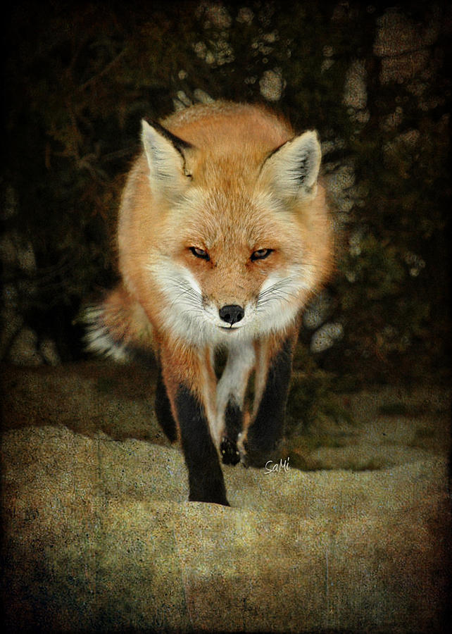 Island beach fox Photograph by Sami Martin