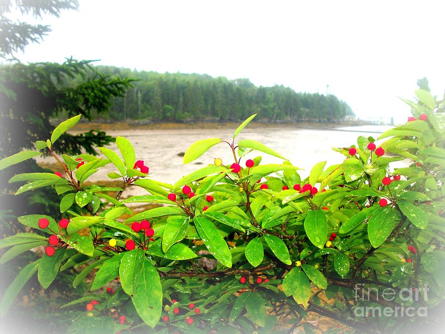 Red Photograph - Island Berries by Christy Beal