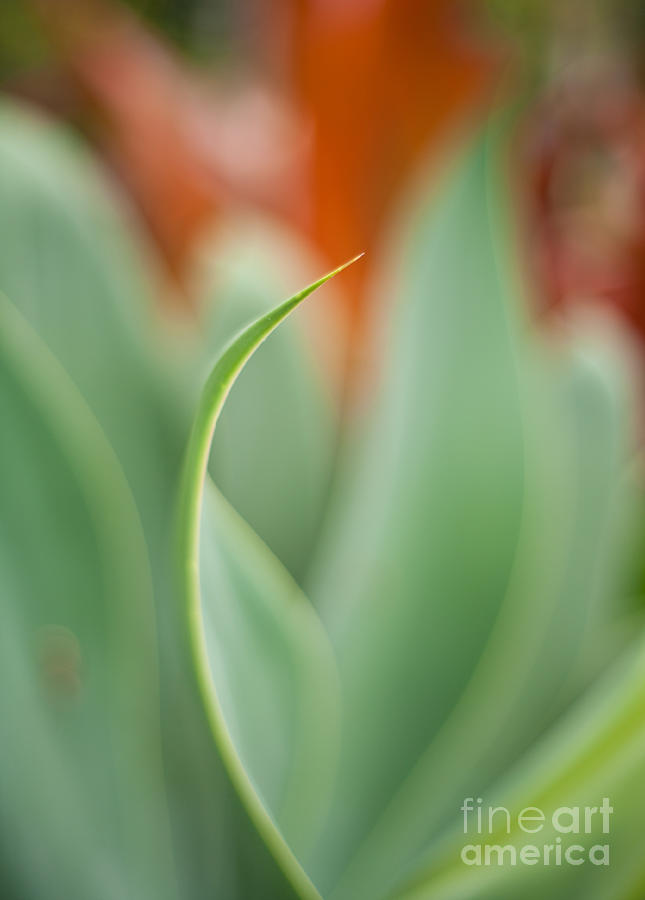 Abstract Photograph - Island Aloe Curve by Mike Reid