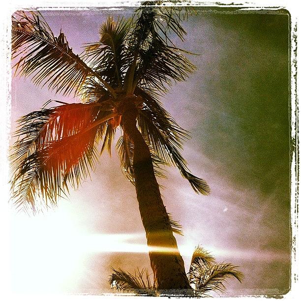 Tree Photograph - Island Palm by Jody Robinson