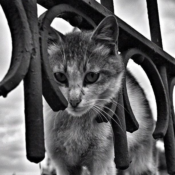 Black White Photograph - Istanbul Cat by Onur Bozkurt