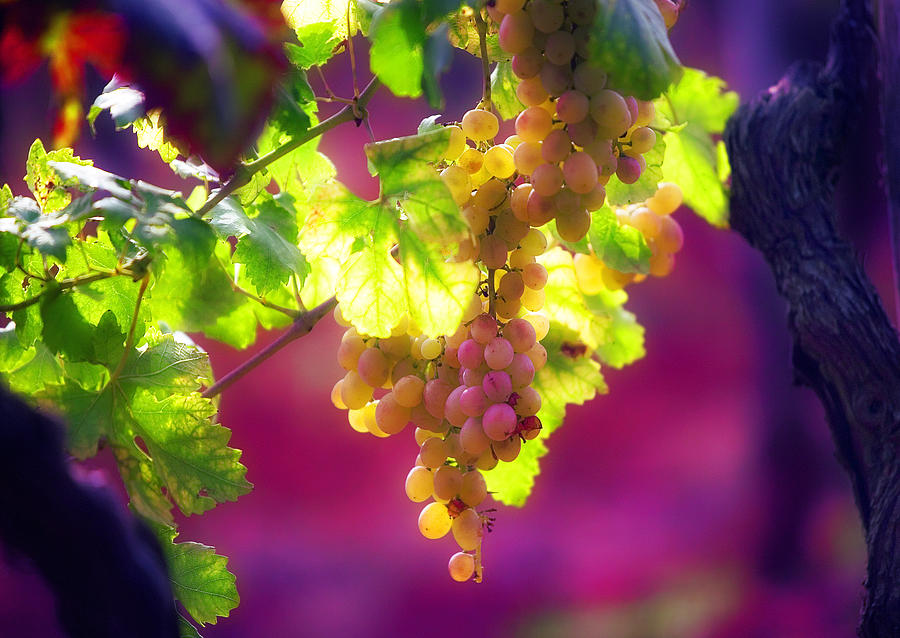 Istrian Grapes-Rovinj Photograph by John Galbo