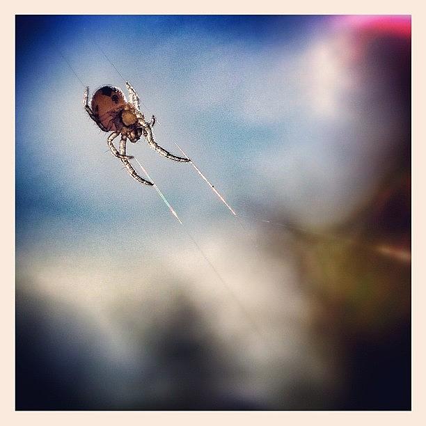 Spider Photograph - It Had To Be Done Today.... The Amazing by Robert Campbell
