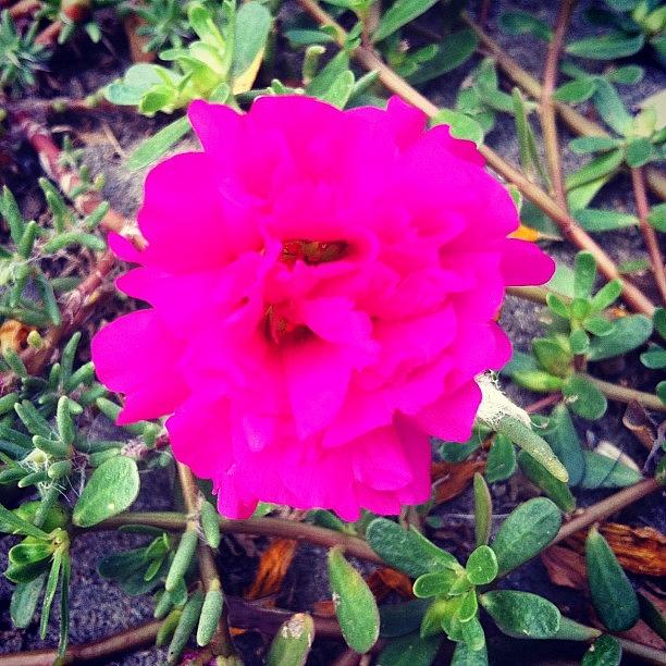 Summer Photograph - It Looks Like #flower Glows But Iphone by Zain Master