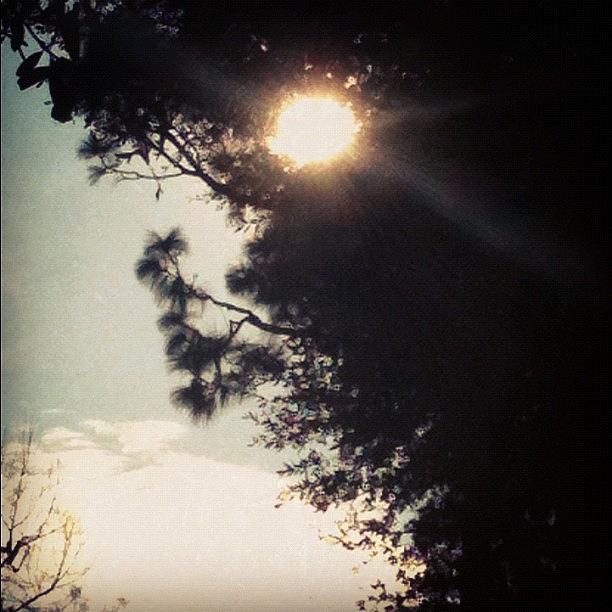 Tree Photograph - It Looks Like The #sun Burned A #hole by Seth Stringer