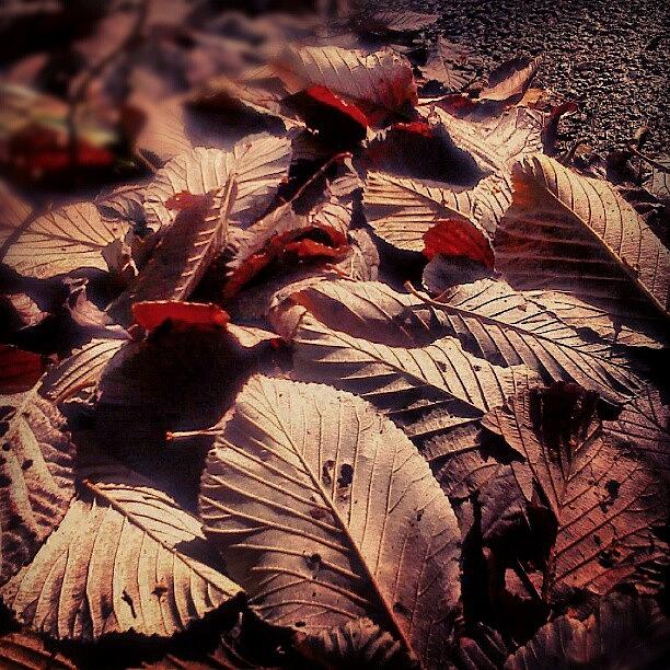 Nature Photograph - It Smells Like #autumn #today by Linandara Linandara