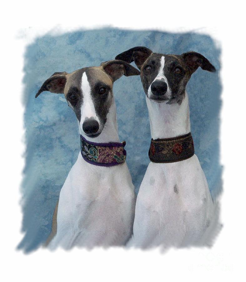 Italian Greyhound 446 Digital Art by Larry Matthews Fine Art America