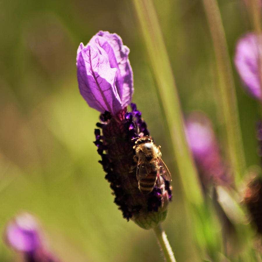 Italian Honey Bee on Lavender Photograph by Daniel Hebard