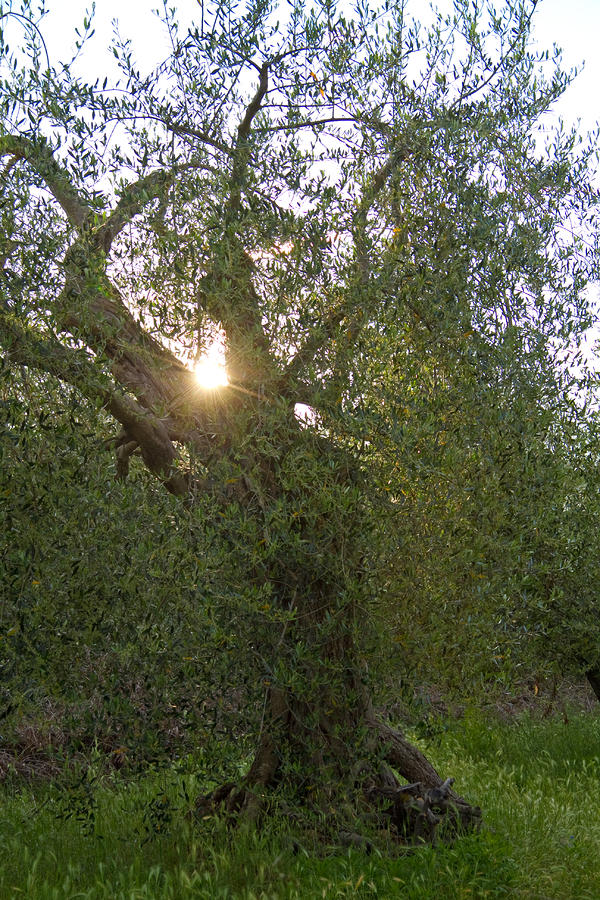 Italian Olive Tree Photograph by Roger Mullenhour