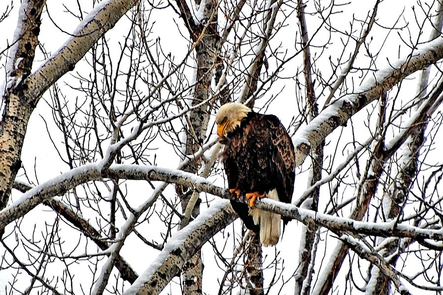 Eagle Photograph - Itchy right there by Don Mann