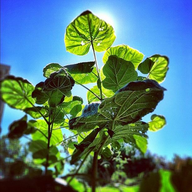 It�s A Beanstalk! leaf plant green Photograph by Lisa