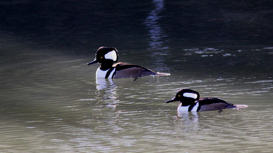 Its A Hooded Merganser Guy Thing Photograph