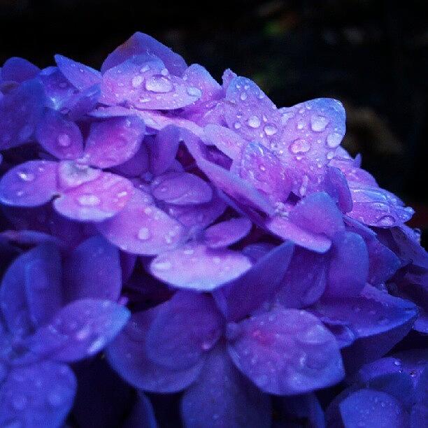 Nature Photograph - Its A Little Wet, But A #beautiful by Carla From Central Va  Usa