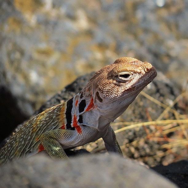 Animal Photograph - Its a Lizard by Austin Stewart