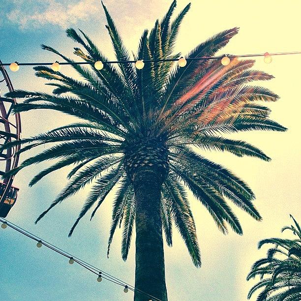La Photograph - Its A Palm Tree. #la #losangelas by Johnathan Dahl