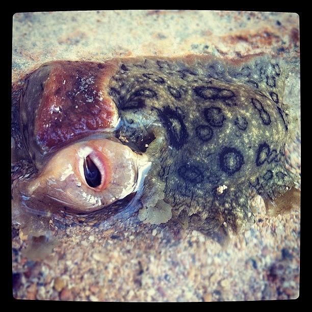Its A Sea Slug!! Weird Right? Photograph by Zoe Sutter
