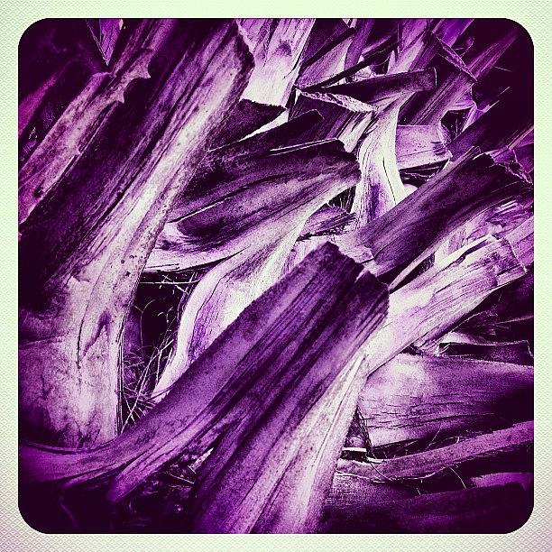 Its A Tree Trunk #colorsoftheweek Photograph by Rye Basco