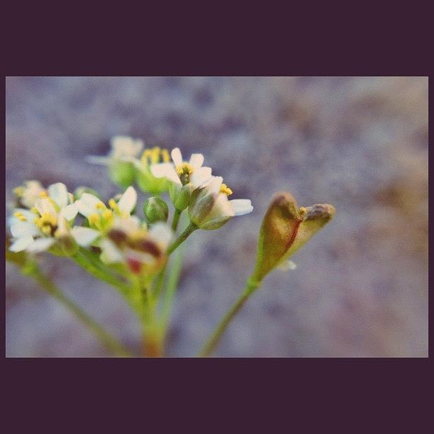 Its A Wee Little Weed, But Youve Photograph by Tina Kershaw