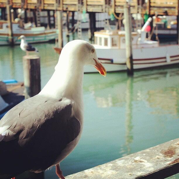 Its Just A Seagull Kind Of Day Haha Photograph by Saul Jesse Beas