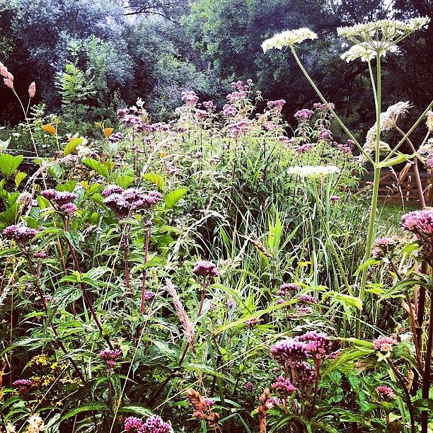 Summer Photograph - Its Like A Jungle Out Here by Chloe Stickland