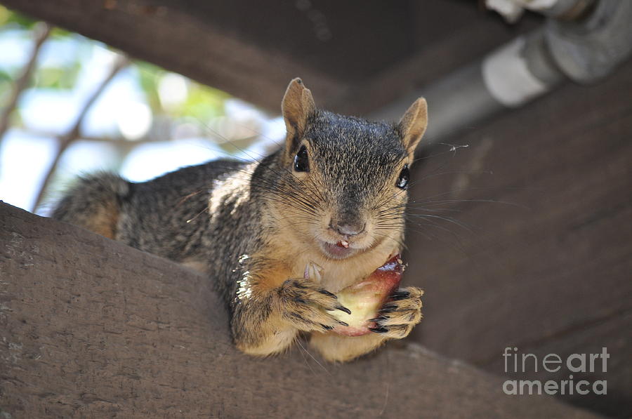 Squirrel Photograph - Its My Fig by Johanne Peale