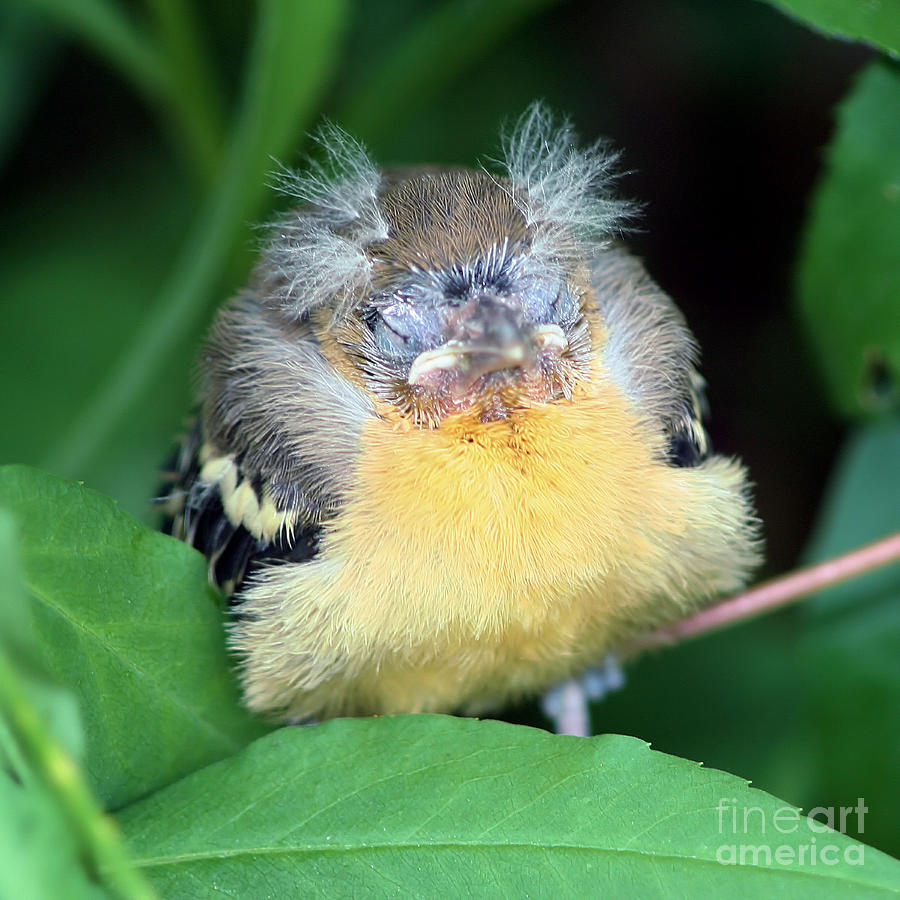 Its Nap Time Oriole Fledgling Photograph by Smilin Eyes Treasures