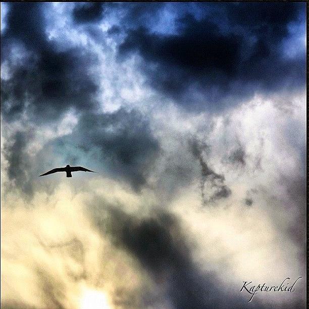 Bird Photograph - Its Ok To Fly Alone #bird #skyporn by Anthony  Bates