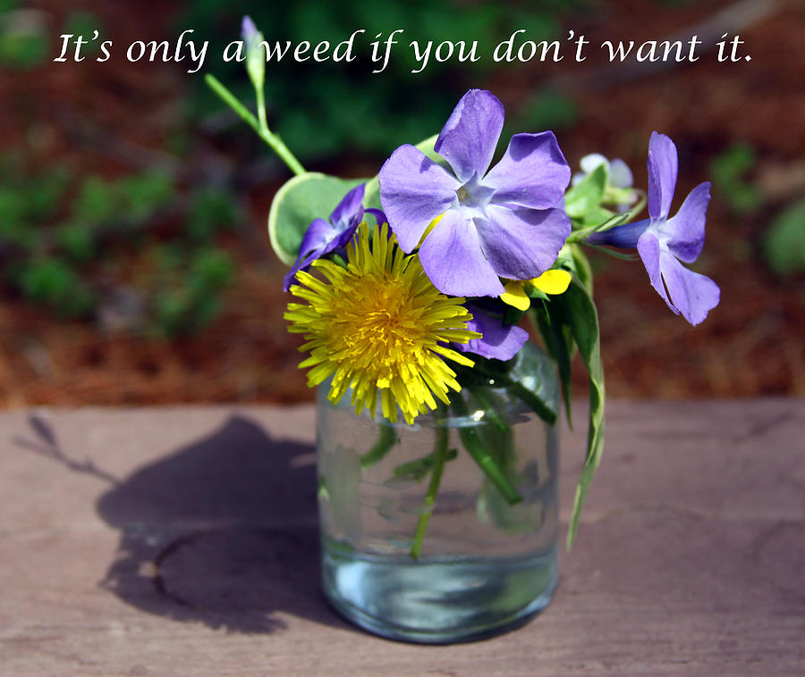 Its only a weed if you dont want it Photograph by John Lautermilch