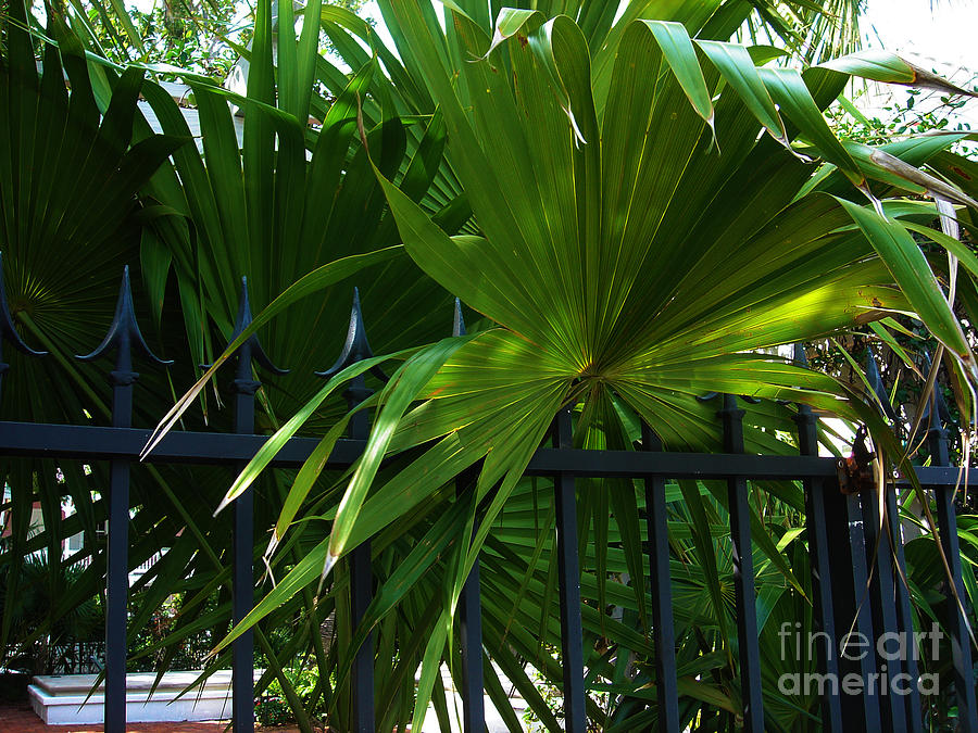 Tree Photograph - Its Pretty and Tropical in Key West  by Susanne Van Hulst