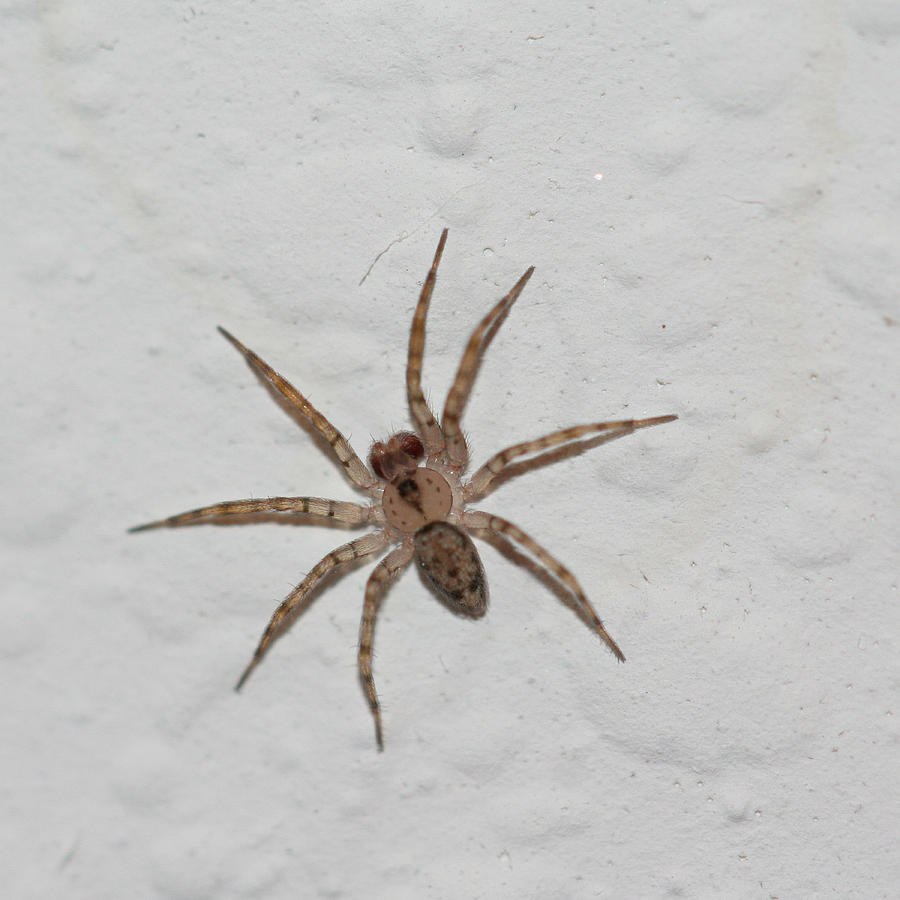 Itsy Bitsy Spider Photograph by April Wietrecki Green | Fine Art America