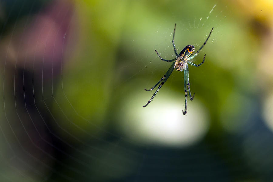 Itsy Bitsy Spider Photograph by Edward Kreis