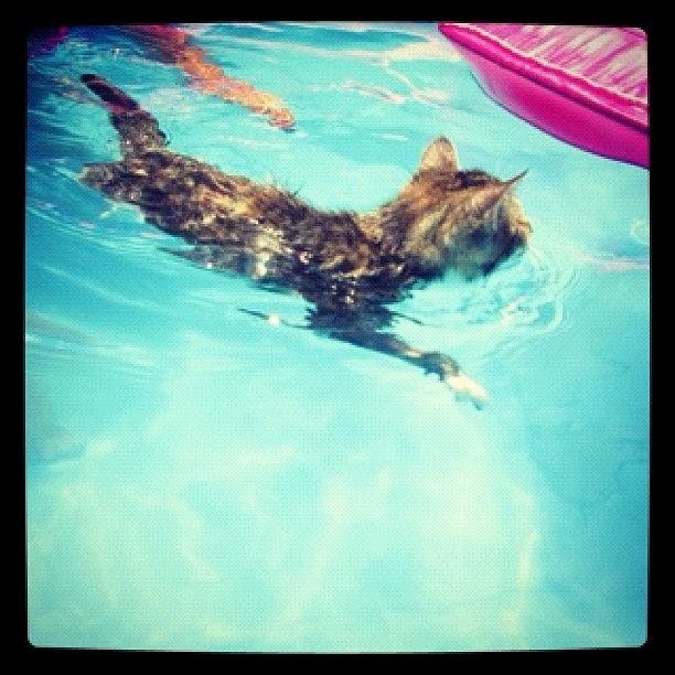 Itty Bitty Came In The Pool For A Swim Photograph by Zoe Sutter
