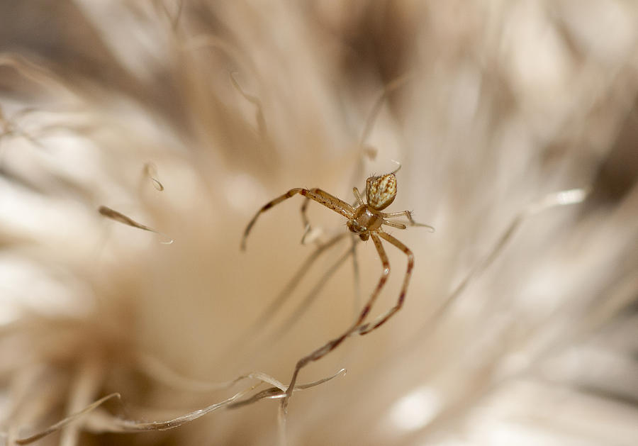 Itty Bitty Spider Photograph by Betty Depee